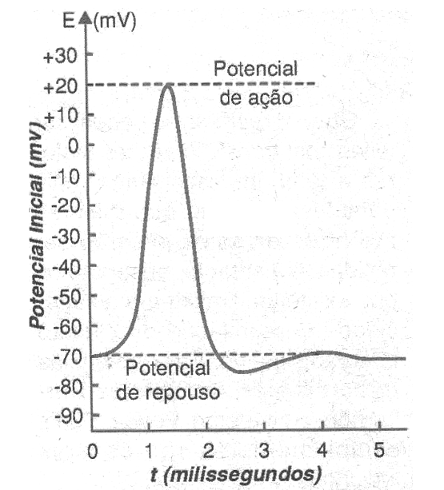 Figura 4 – O sinal do neurônio
