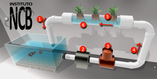 Figura 1 – Sistema aquapônico - peixes & plantas - 1: Água purificada  - 2: Bomba – 3: Filtro – 4: Água com resíduos – 5: Suporte – 6: Raízes na água
