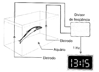 Ituí-cavalo - peixe que gera um campo elétrico para a orientação. 