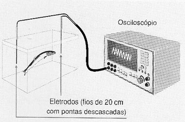 Sincronizando um relógio com o Ituí-cavalo.
Sincronizando um relógio com o Ituí-cavalo.