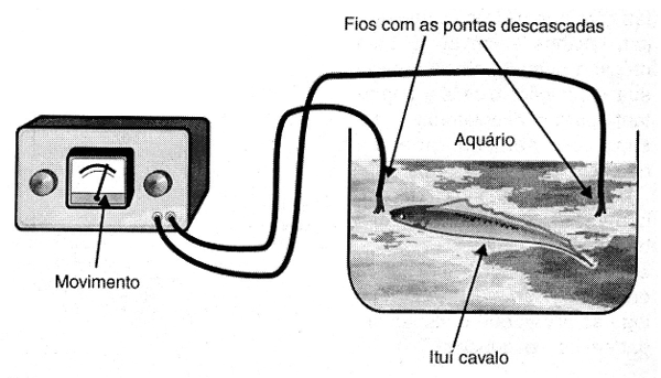 Figura 3 – Pesquisa com peixes em aquários
Figura 3 – Pesquisa com peixes em aquários