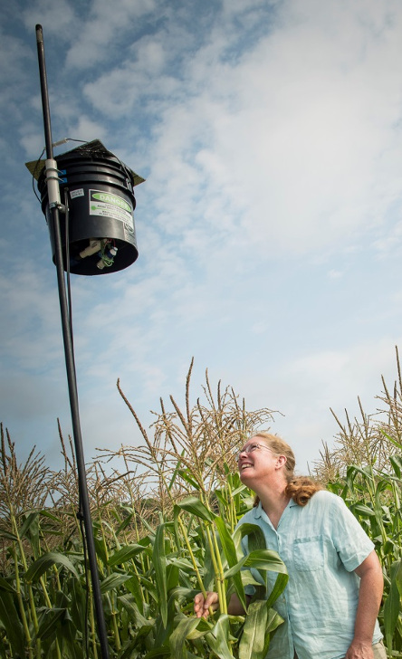 Figura 2 - Foto da URI (Universidade de Rhode Island) - https://today.uri.edu/news/uri-researcher-laser-scarecrows-successful-at-keeping-birds-from-eating-sweetcorn/
Figura 2 - Foto da URI (Universidade de Rhode Island) - https://today.uri.edu/news/uri-researcher-laser-scarecrows-successful-at-keeping-birds-from-eating-sweetcorn/