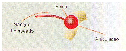 Figura 2 - A propulsão hidráulica da aranha
