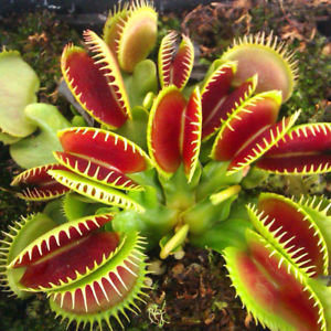 Planta carnívora que se alimenta de insetos
Planta carnívora que se alimenta de insetos