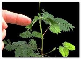 Sensitiva – mimosa pudica
