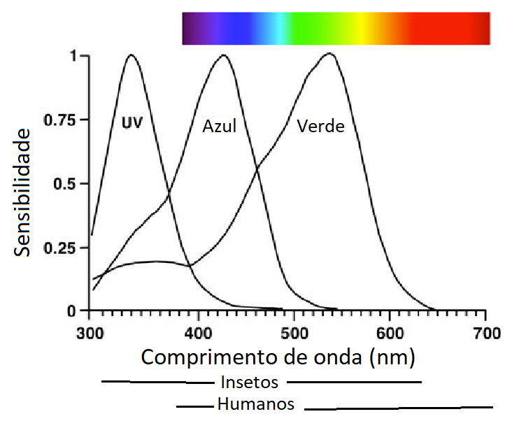 Figura 2 – Espectro visível dos insetos
