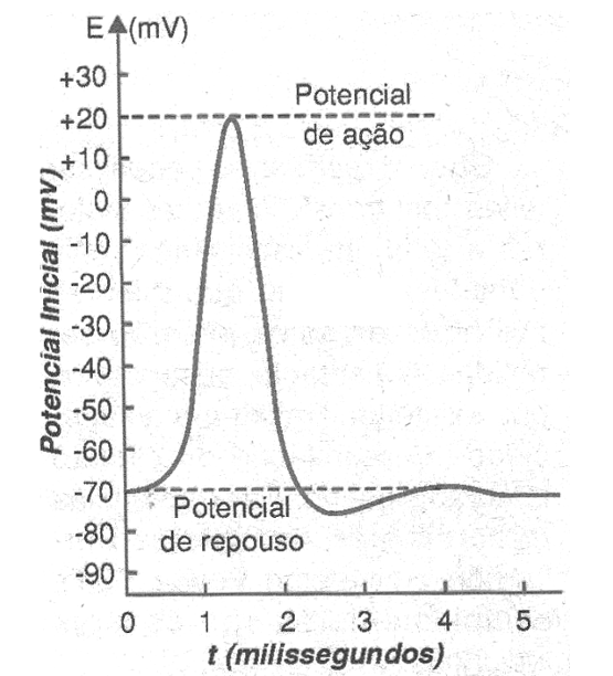 Figura 2 – Os sinais de um neurônio
Figura 2 – Os sinais de um neurônio