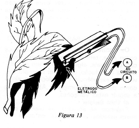 Figura 13 – Experimentos com plantas
Figura 13 – Experimentos com plantas