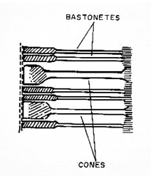 Figura 2 – Secção da retina mostrando os cones e bastonetes
Figura 2 – Secção da retina mostrando os cones e bastonetes