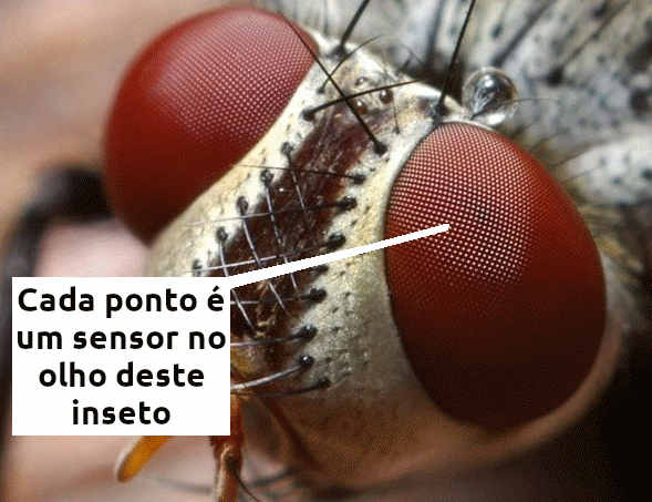 Figura 1 Facetas de um olho de inseto
Figura 1 Facetas de um olho de inseto