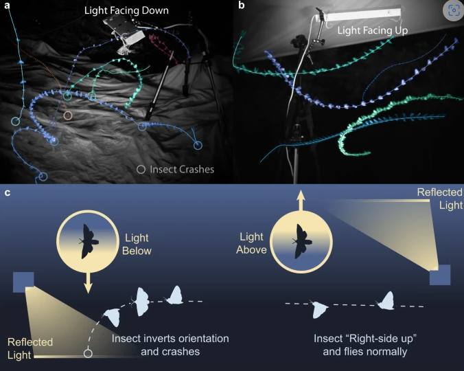 Imagem: do artigo original
Imagem: do artigo original