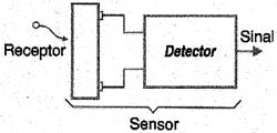 Figura 4 