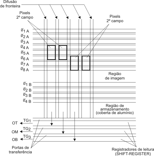 Vista em corte com regiões de captação e armazenamento de imagem.
Vista em corte com regiões de captação e armazenamento de imagem.