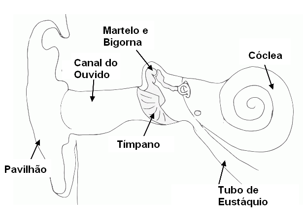 Figura 2 – Estrutura do ouvido
