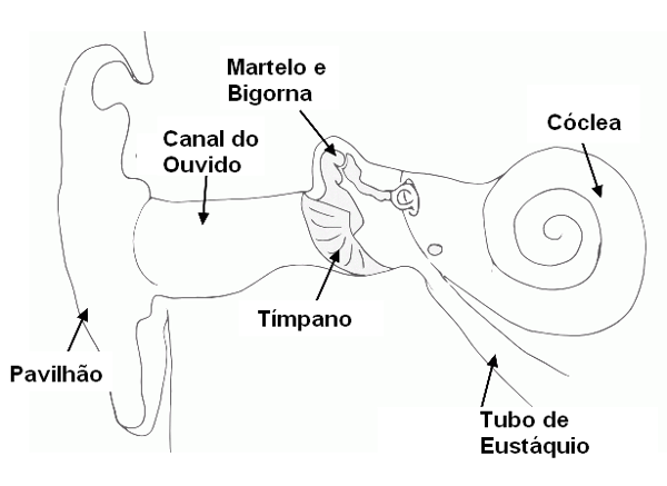 Figura 208 – Estrutura do ouvido
