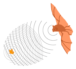 Figura 221 – O morcego usa ultrassons para encontrar seu alimento
