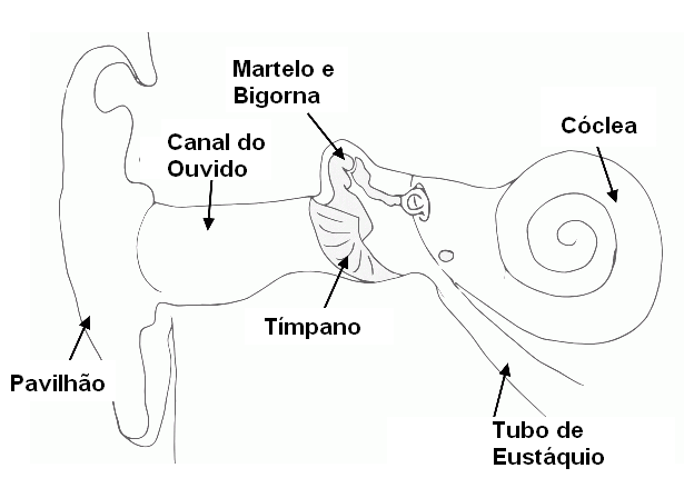 Figura 2 – Estrutura do ouvido
Figura 2 – Estrutura do ouvido