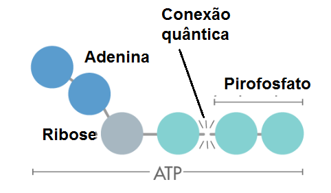 O robô tartaruga de Grey Walter que “aprendia” a sair de um labirinto (1948-1949)
