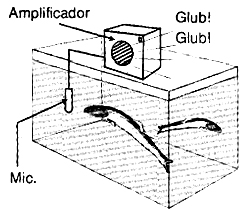 O estetoscópio num aquário. 