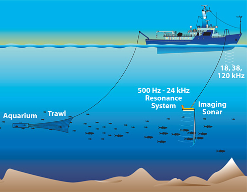 Produção de ecos pelo sonar. Produção de ecos pelo sonar.