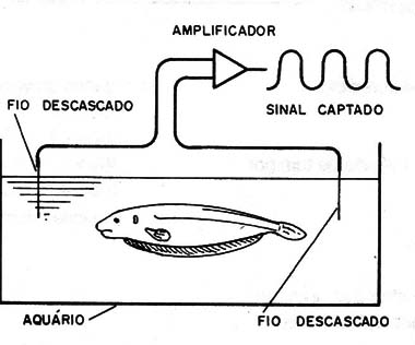 Figura 2 – Detectando as correntes geradas pelos peixes
