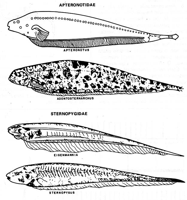Figura 3 – Peixes elétricos comuns
