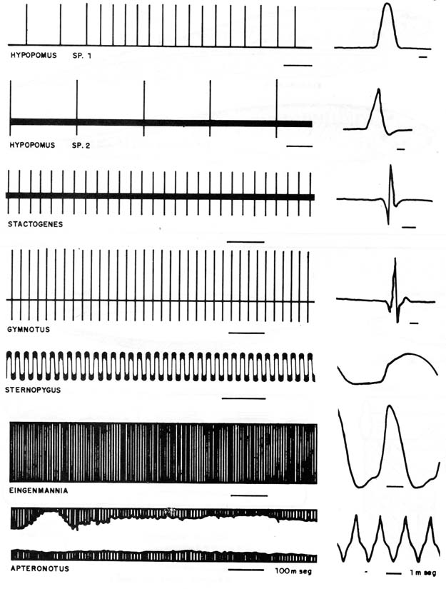 Figura 5 - Formas de onda dos sinais produzidos

