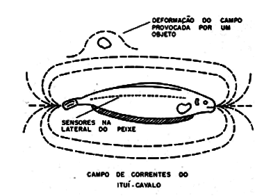    Figura 1 – O campo do ituí-cavalo
