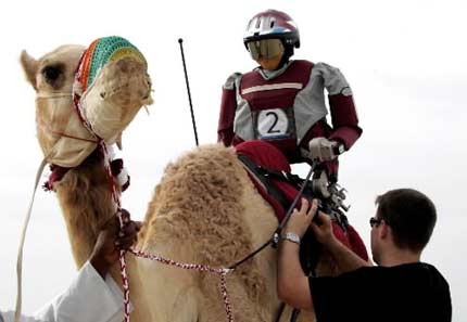 Jóqueis robôs usados em Qatar numa corrida de camelos. Jóqueis robôs usados em Qatar numa corrida de camelos.