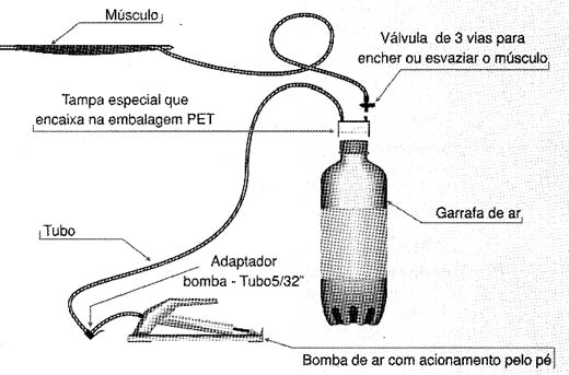 Acinamento de um músculo 