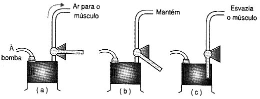 Fases de operação do músculo. Fases de operação do músculo.