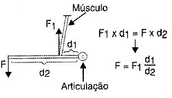 Calculando a força exercida pelo músculo. 