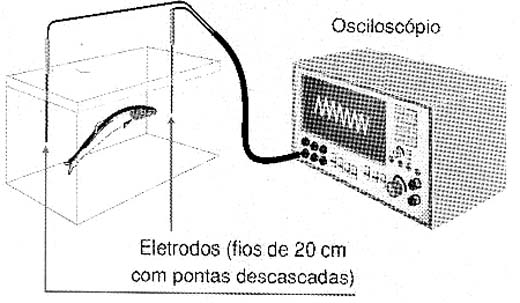 Sincronizando um relógio com o Ituí-cavalo. Sincronizando um relógio com o Ituí-cavalo.