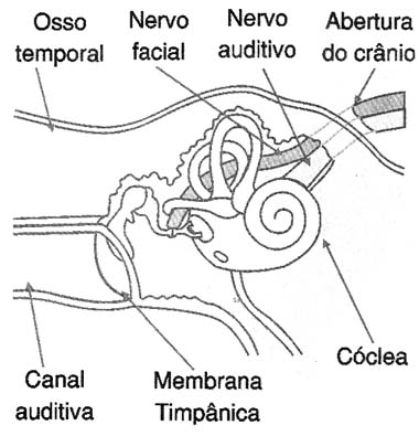 Interior do ouvido. 