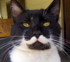 Os bigodes dos gatos são sensores de contato Os bigodes dos gatos são sensores de contato