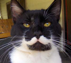  Os bigodes dos gatos são sensores de contato 