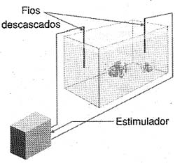 O teste num aquário. O teste num aquário.