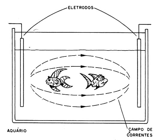 Figura 5 – Experiência com peixes
