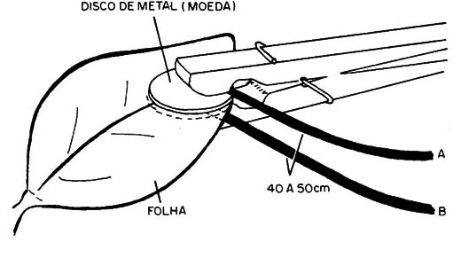 Figura 13 – Experimento com plantas
