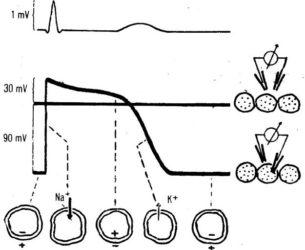 Eletroquímica celular potencial de ação de uma fibra muscular cardíaca.
