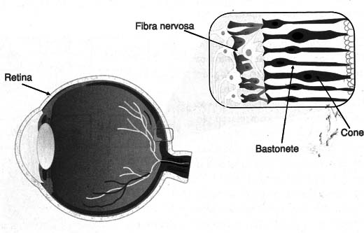 Figura 2 – Nosso olho
